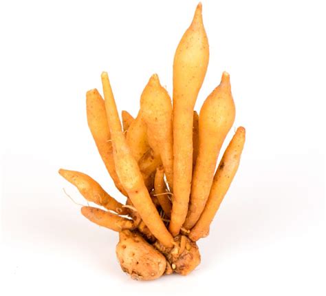 finger sulasok|Root: Sulasok .